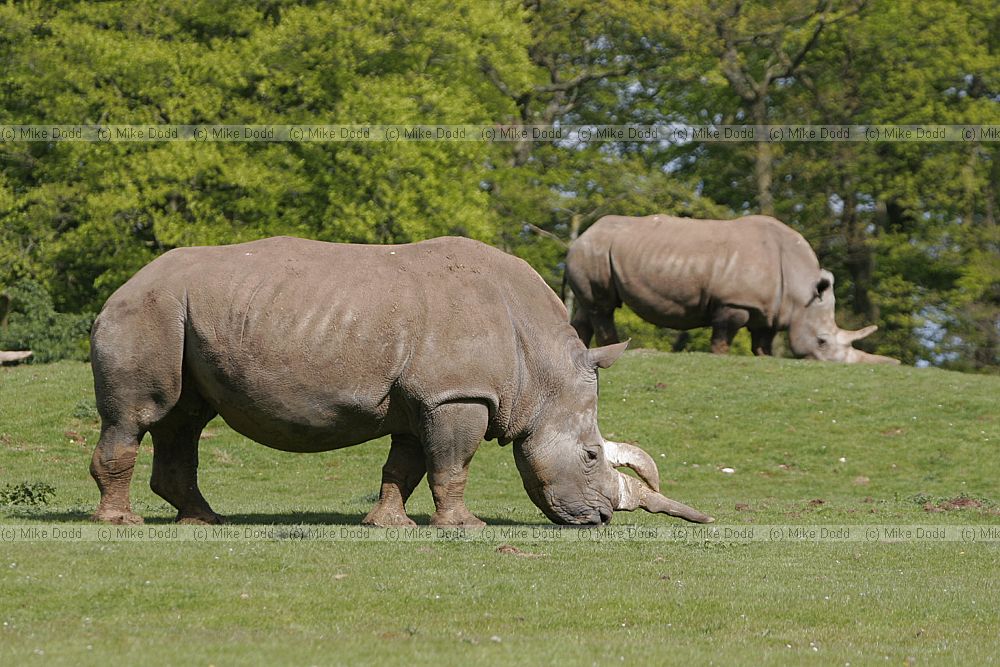 Ceratotherium simum simum Southern white Rhinoceros