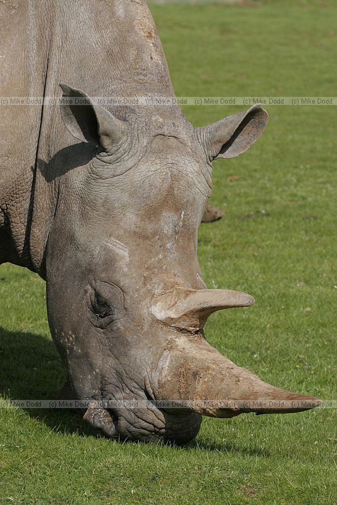 Ceratotherium simum simum Southern white Rhinoceros