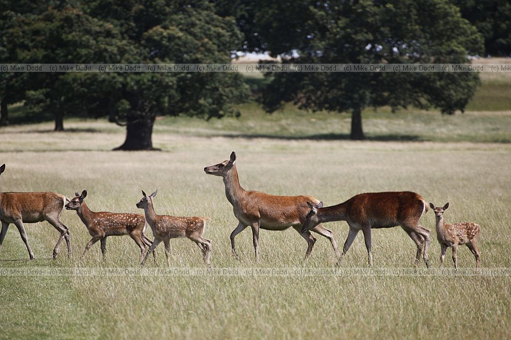 Cervus elaphus Red deer  hinds with young