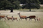 Cervus elaphus Red deer  hinds with young