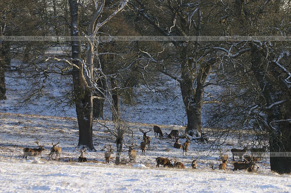 Cervus elaphus Red deer in snow