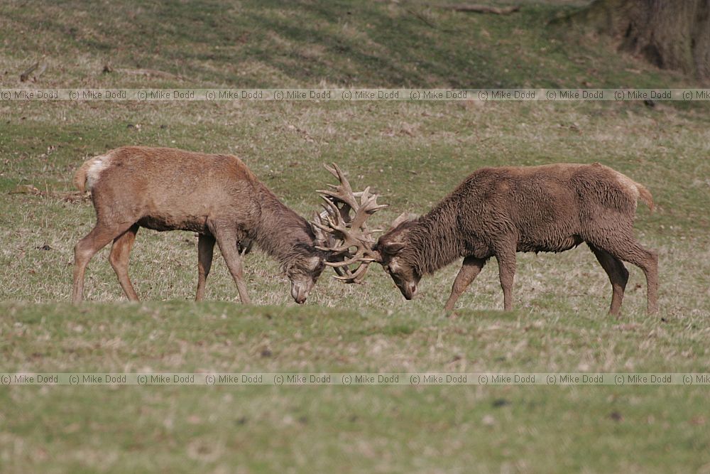 Cervus elaphus Red deer  fighting