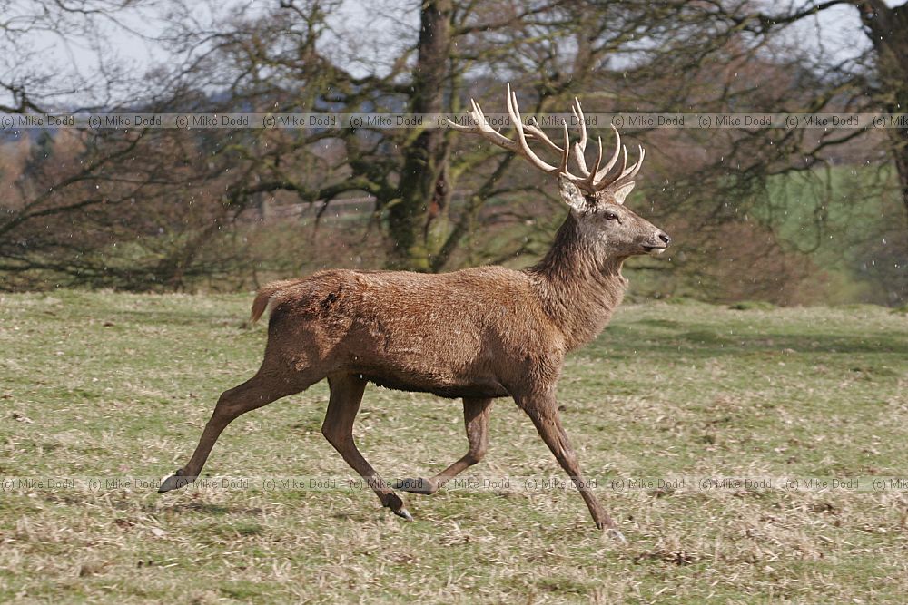 Cervus elaphus Red deer