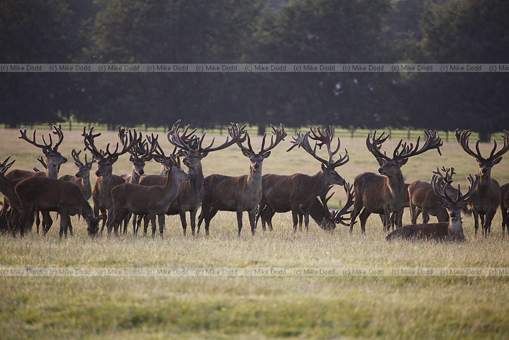 Cervus elaphus Red deer