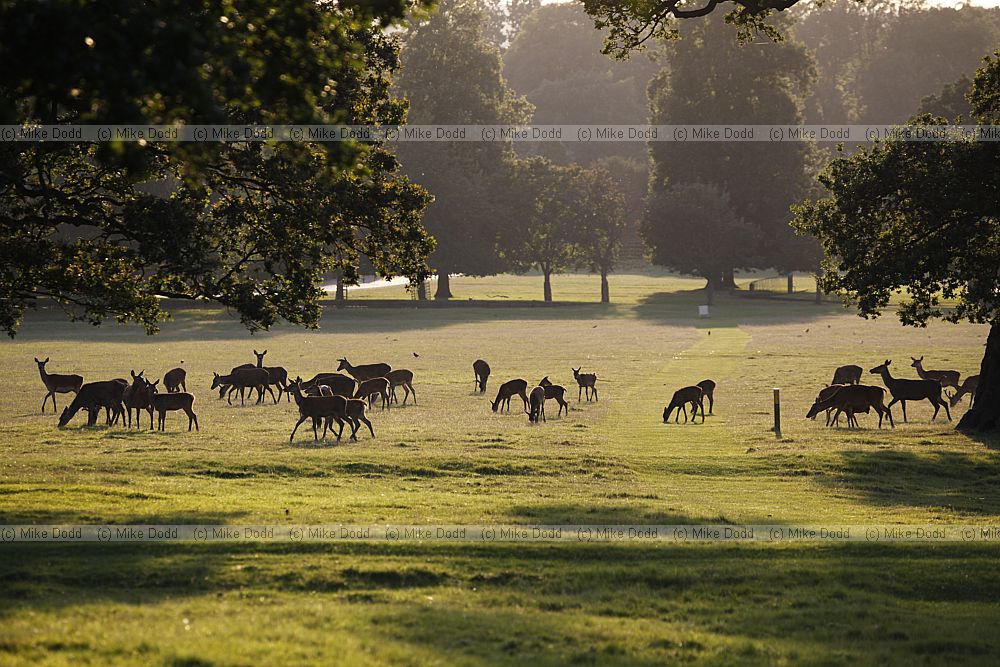 Cervus elaphus Red deer (mainly)