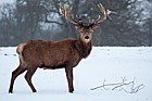 Cervus elaphus Red deer in snow