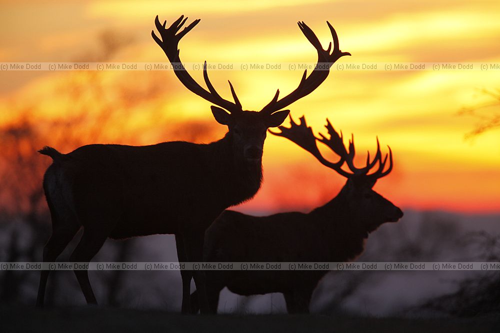Cervus elaphus Red deer