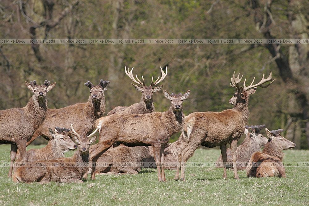Cervus elaphus Red deer