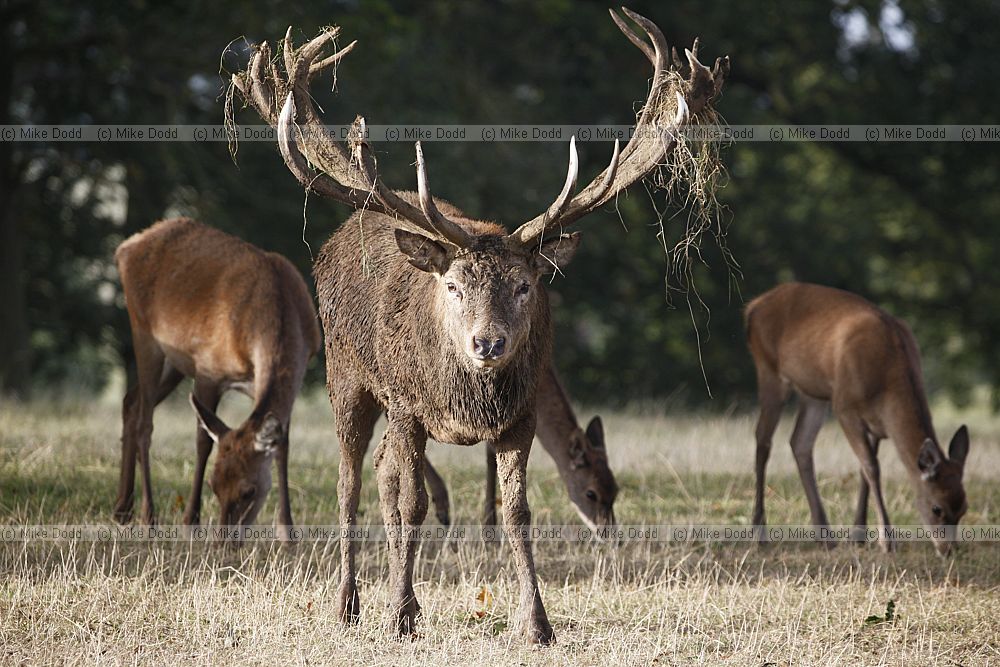 Cervus elaphus Red deer