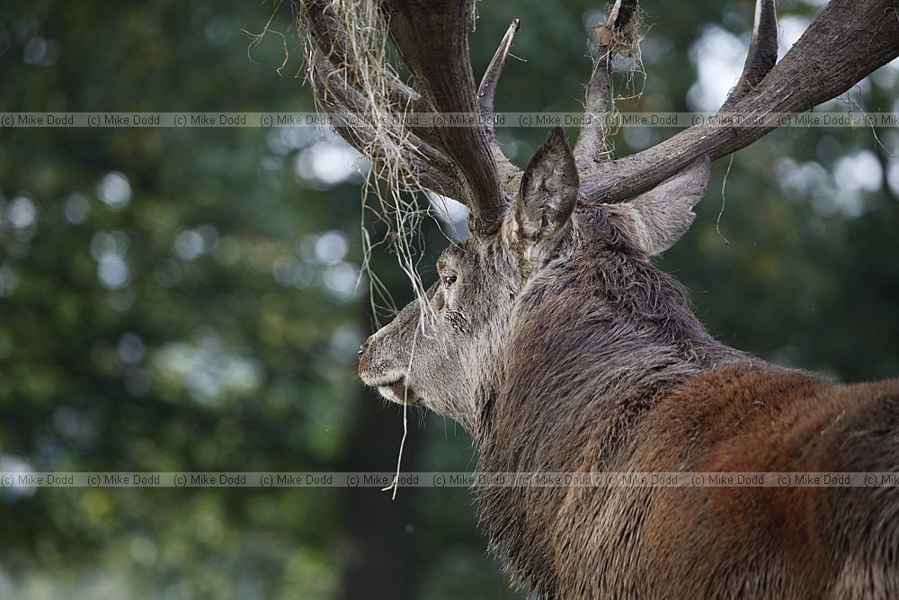 Cervus elaphus Red deer