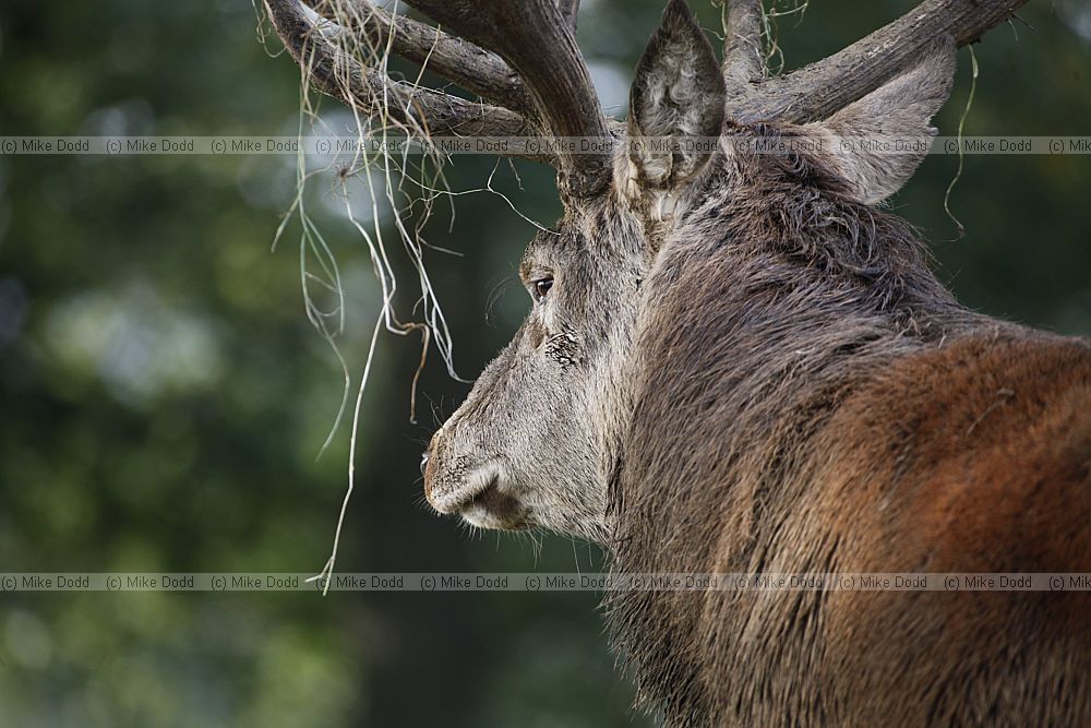 Cervus elaphus Red deer