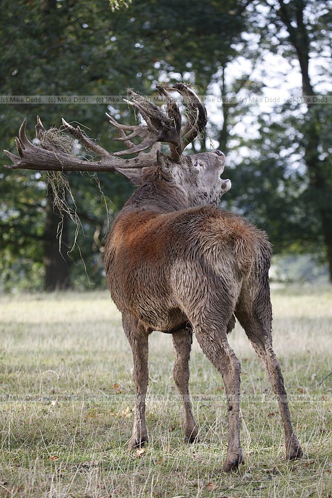 Cervus elaphus Red deer