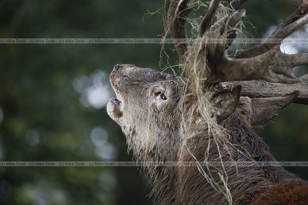 Cervus elaphus Red deer