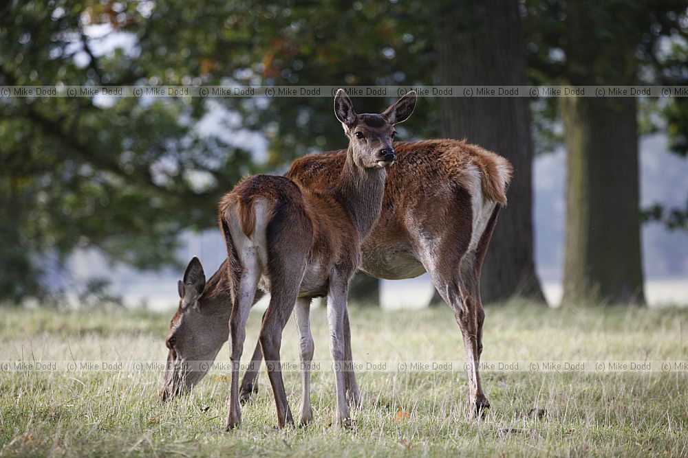 Cervus elaphus Red deer