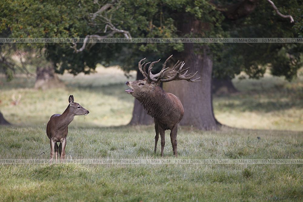 Cervus elaphus Red deer
