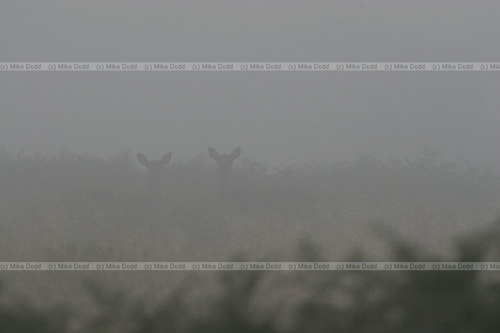 Cervus elaphus Red deer in the mist
