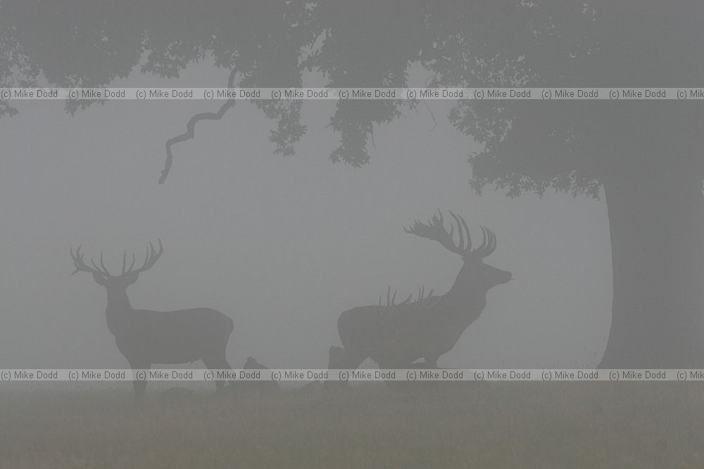 Cervus elaphus Red deer in the mist