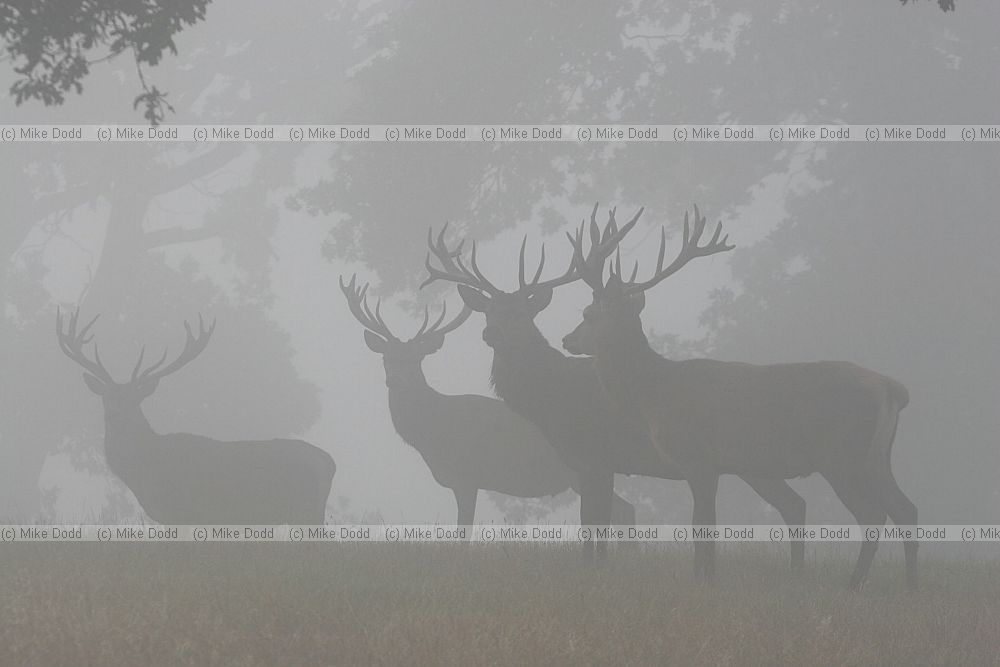 Cervus elaphus Red deer in the mist