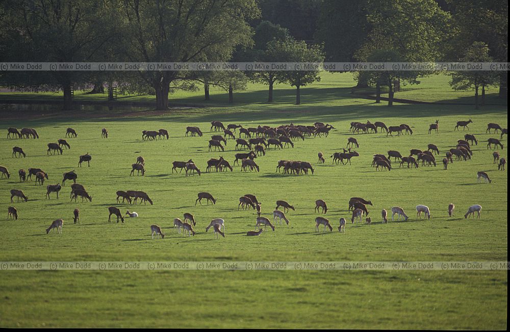 Cervus elaphus red deer and Dama dama Fallow deer