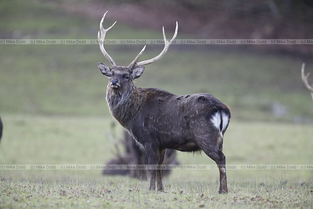 Cervus nippon Sika deer