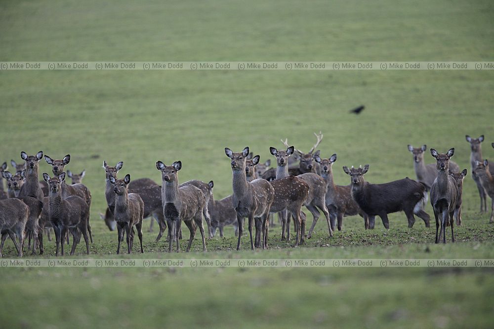 Cervus nippon Sika deer