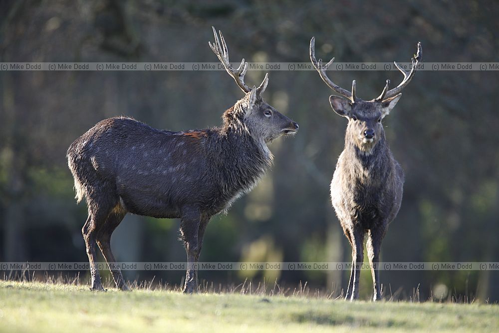 Cervus nippon Sika deer