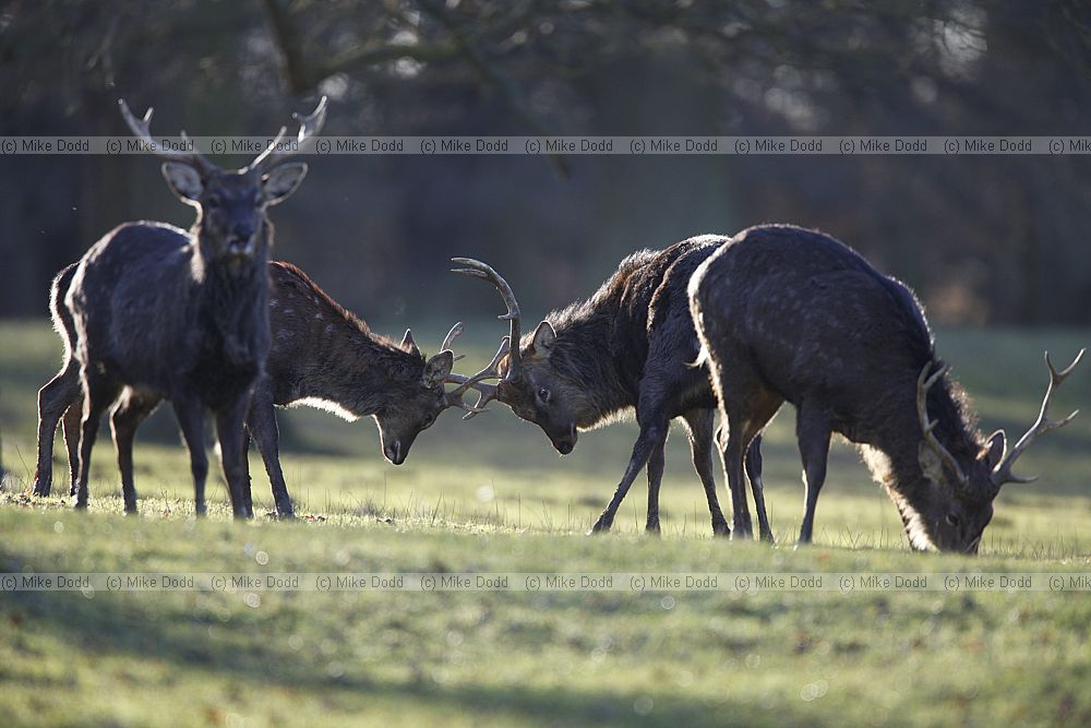 Cervus nippon Sika deer