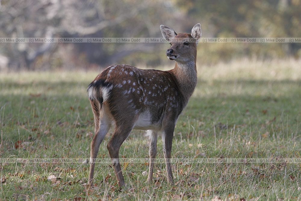 Cervus nippon mantchuricus Manchurian sika deer