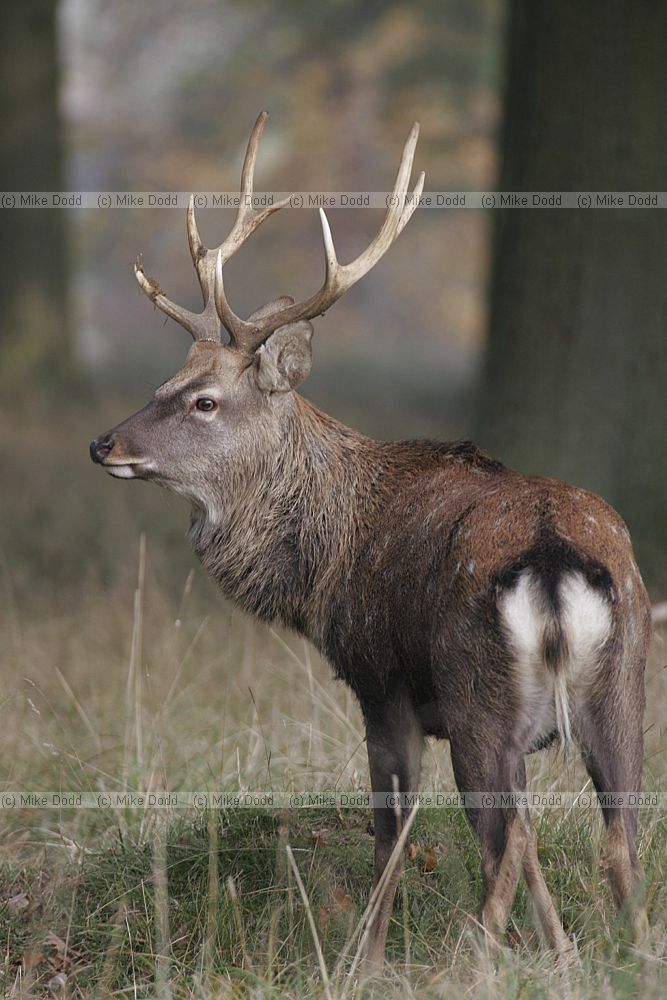 Cervus nippon mantchuricus Manchurian sika deer