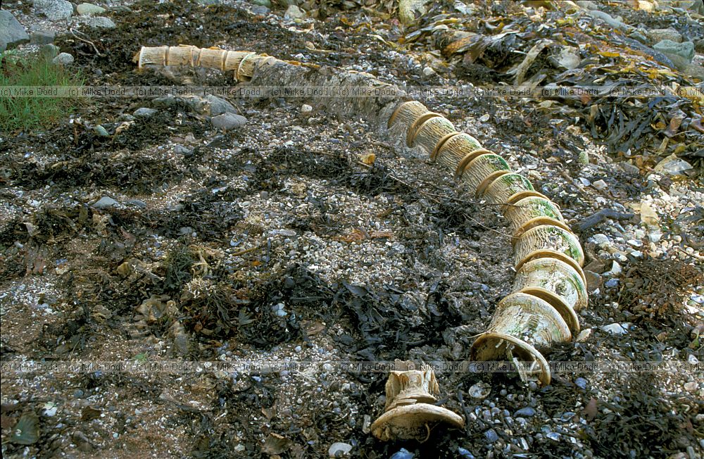 Cetorhinus maximus basking shark remains