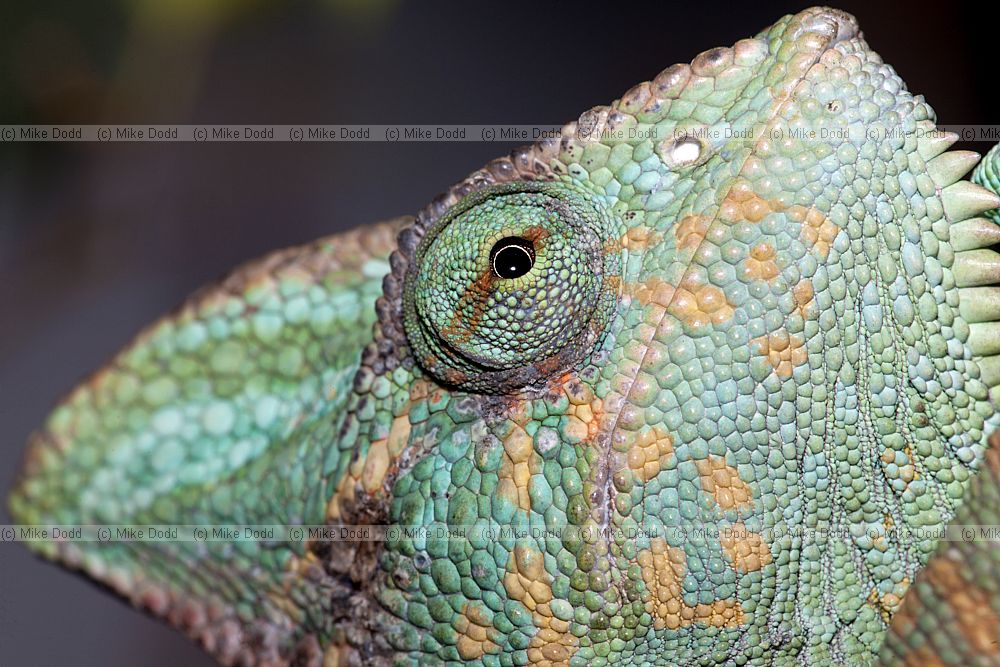 Chamaeleo calyptratus Yemen Chameleon mainly the head
