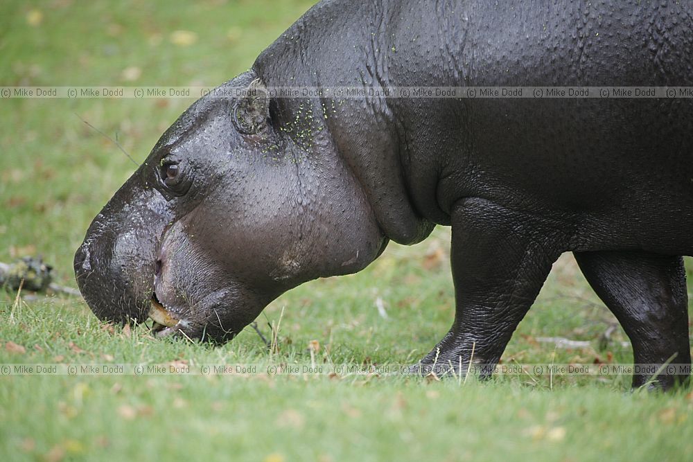 Choeropsis liberiensis Pygmy hippopotamus