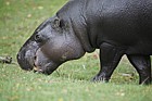 Choeropsis liberiensis Pygmy hippopotamus