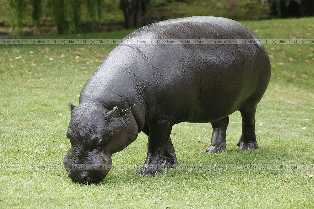 Choeropsis liberiensis Pygmy hippopotamus