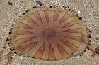 Chrysaora hysoscella Compass jellyfish