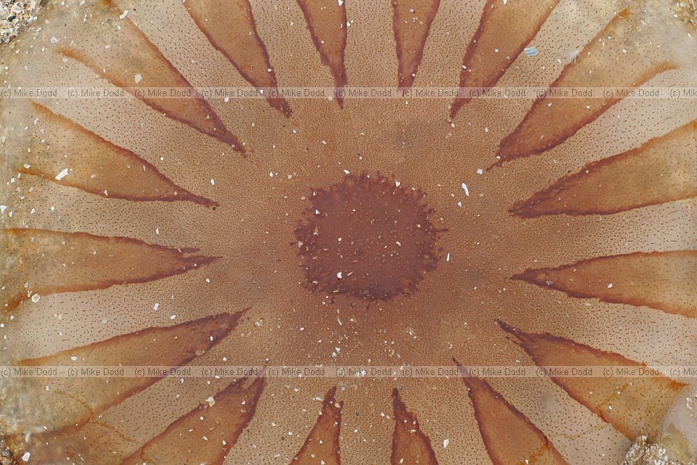 Chrysaora hysoscella Compass jellyfish