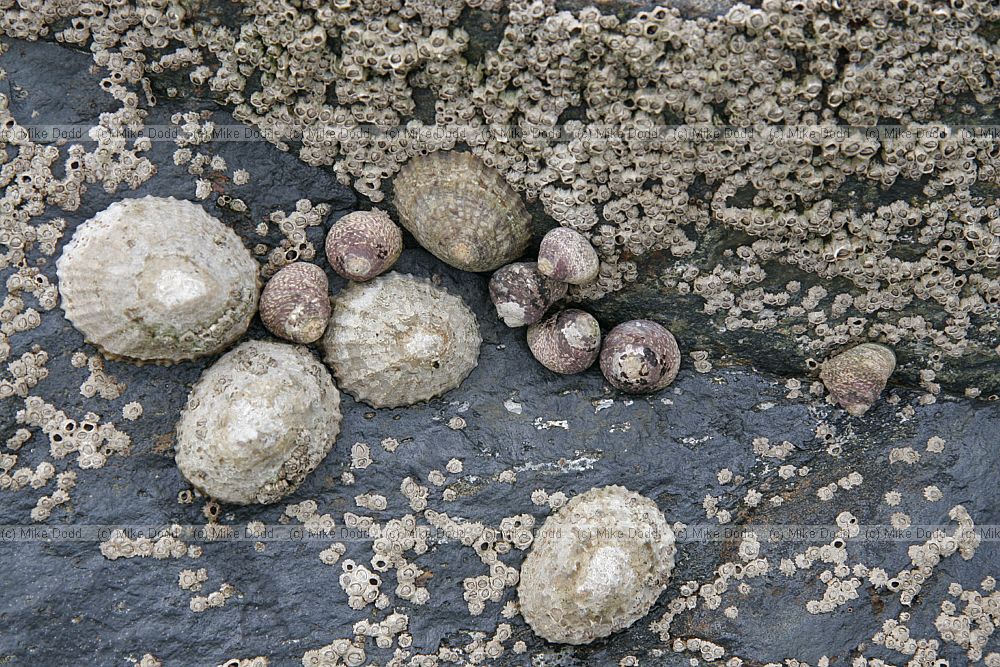 Patella vulgata Common limpets Chthamalus montagui barnacles and Osilinus lineatus topshells