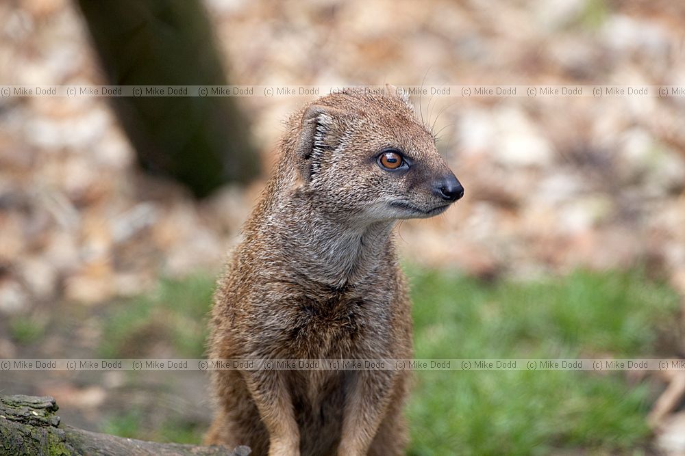 Cynictis penicillata Yellow mongoose
