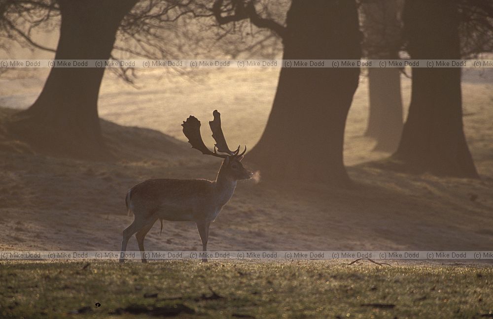 Dama dama Fallow deer