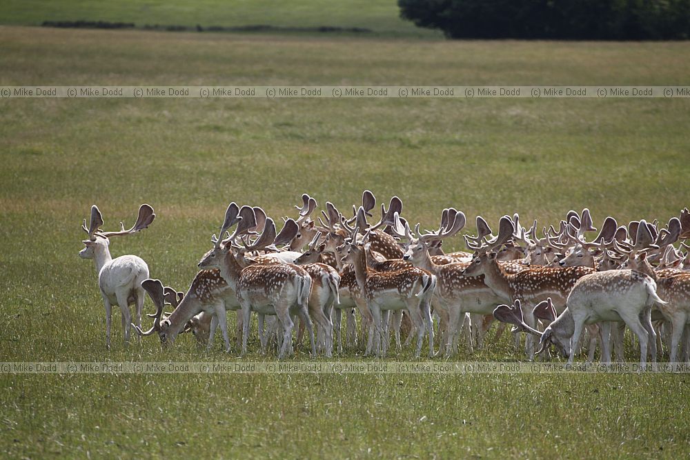Dama dama Fallow deer