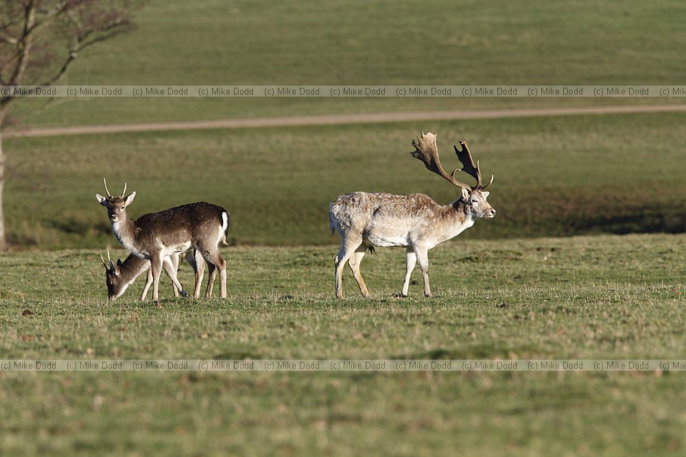 Dama dama Fallow deer