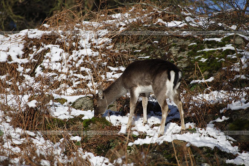 Dama dama Fallow deer in snow
