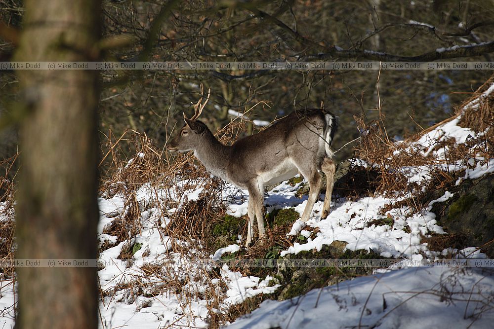 Dama dama Fallow deer in snow