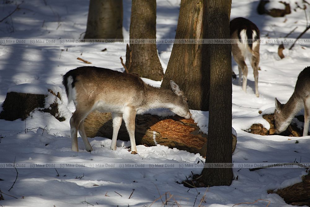 Dama dama Fallow deer in snow eating bark