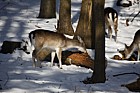 Dama dama Fallow deer in snow eating bark