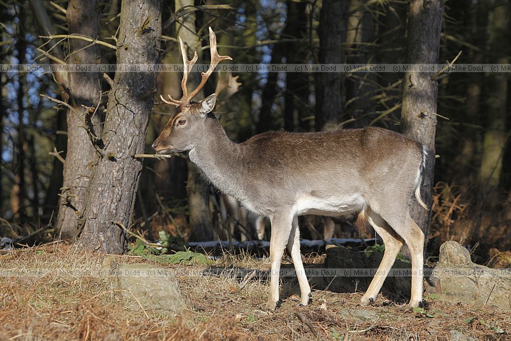 Dama dama Fallow deer in snow