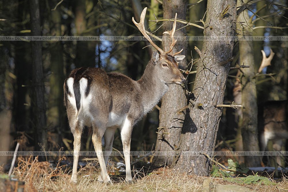 Dama dama Fallow deer in snow