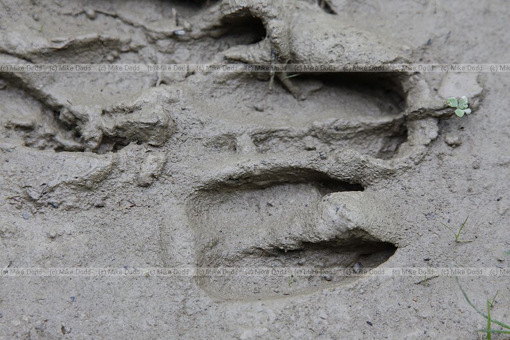 Dama dama Fallow deer  tracks (?)