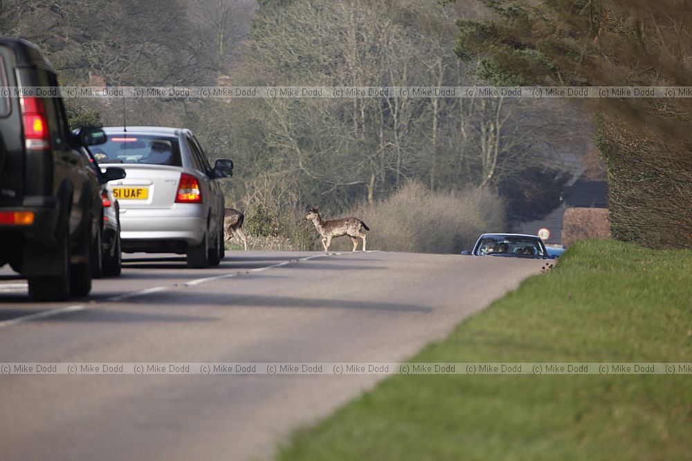 Dama dama Fallow deer