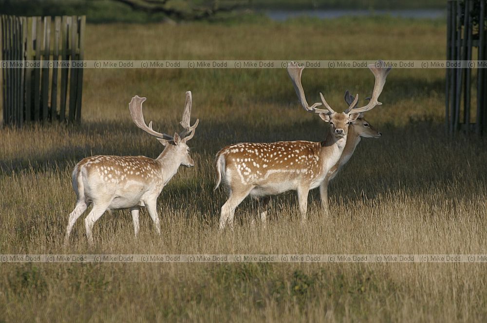 Dama dama Fallow deer